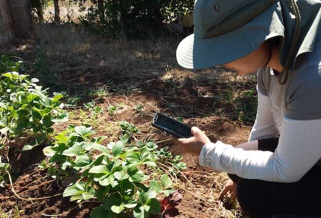 App desarrollada por chilenos permite detectar con una fotografía  enfermedades en los cultivos agrícolas – Diario Sur Actual